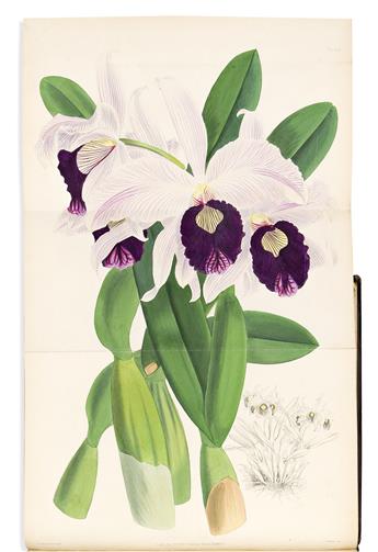 (BOTANICAL.) Robert Warner; Benjamin Samuel Williams; Thomas Moore; and John Nugent Fitch. The Orchid Album, Comprising